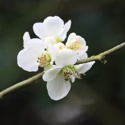 Chaenomeles Nivalis - Japanese Quince -Eco Garden Shop japan quince