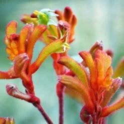 Australian Wildflower Kangaroo Paw - Seed -Eco Garden Shop kangaroo paw sunset