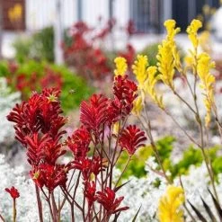 Australian Wildflower Kangaroo Paw - Seed -Eco Garden Shop kangaroo paws red yellow