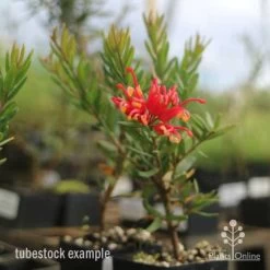 Grevillea Knockout -Eco Garden Shop knockout grevillea tubestock