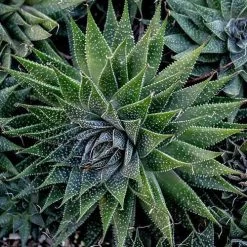 Aloe Aristata - Lace Aloe - Succulent -Eco Garden Shop lace aloe cluster
