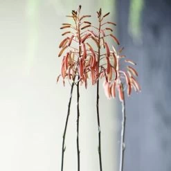 Aloe Aristata - Lace Aloe - Succulent -Eco Garden Shop lace aloe flowers floradania