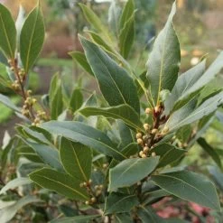 Laurus Nobilis - Bay Tree -Eco Garden Shop laurel bay tree 500 1