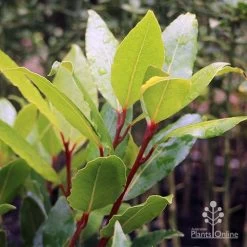Laurus Nobilis - Bay Tree -Eco Garden Shop laurus bay tree red stem