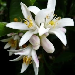 Citrus - Lemon Lisbon -Eco Garden Shop lemon flower 500 1