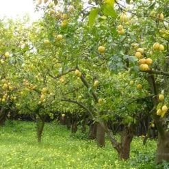 Citrus - Lemon Lisbon