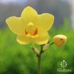 Spathoglottis Lemon Kiss - Native Orchid -Eco Garden Shop lemon kiss native orchid