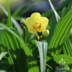 Spathoglottis Lemon Kiss - Native Orchid -Eco Garden Shop lemon kiss orchid