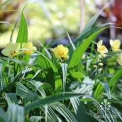 Spathoglottis Lemon Kiss - Native Orchid -Eco Garden Shop lemon kiss orchid plants
