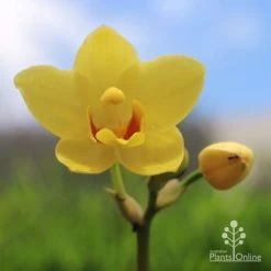 Spathoglottis Lemon Kiss - Native Orchid -Eco Garden Shop lemon kiss yellow orchid