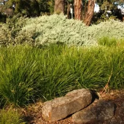 Lomandra Lime Tuff -Eco Garden Shop lime tuff border 1