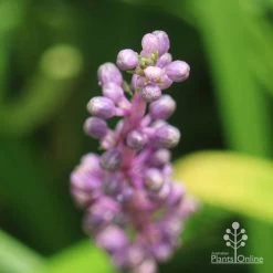 Liriope Amethyst -Eco Garden Shop liriope amethyst buds close