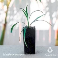 Liriope Amethyst -Eco Garden Shop liriope amethyst tube