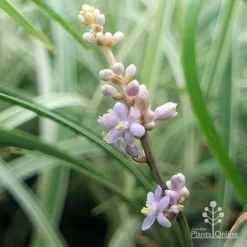 Liriope Silverlawn -Eco Garden Shop liriope silverlawn flower