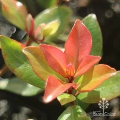 Metrosideros Little Ewan - Dwarf NZ Christmas Bush -Eco Garden Shop little ewan new leaf colour