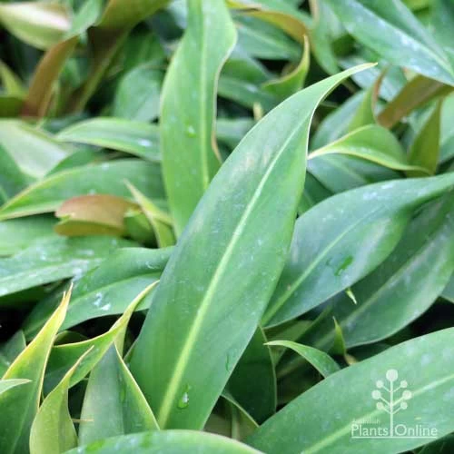 Philodendron Little Phil 3 Philodendron Little Phil - Image 3