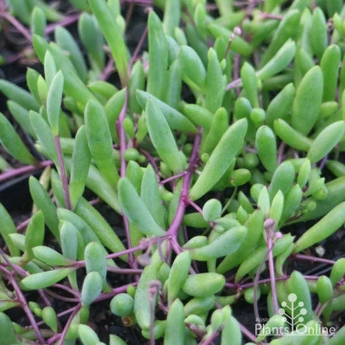 Othonna Ruby Necklace - Little Pickles - Succulent 7 Othonna Ruby Necklace - Little Pickles - Succulent - Image 7