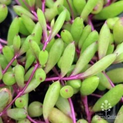 Othonna Ruby Necklace - Little Pickles - Succulent 9 Othonna Ruby Necklace - Little Pickles - Succulent -Eco Garden Shop little pickles ruby necklace