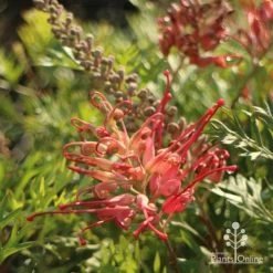 Grevillea Little Robyn -Eco Garden Shop little robyn flower side 500