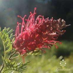 Grevillea Little Robyn -Eco Garden Shop little robyn grevillea backlit