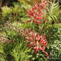 Grevillea Little Robyn -Eco Garden Shop little robyn tubestock flowering