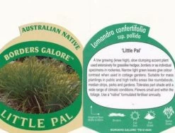 Lomandra Little Pal 7 Lomandra Little Pal -Eco Garden Shop little pal 1