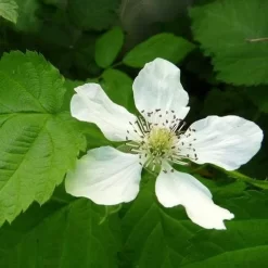 Loganberry -Eco Garden Shop loganberry flower