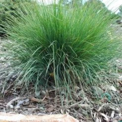 Lomandra Frosty Top