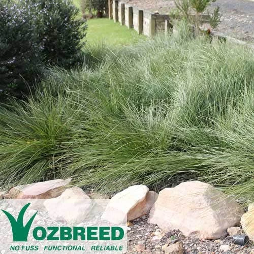 Lomandra SHARA 2 Lomandra SHARA - Image 2