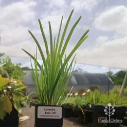 Featured Products -Eco Garden Shop lomanndra lime tuff tubestock