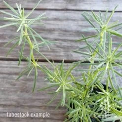 Lotus Red Flash - Parrot's Beak -Eco Garden Shop lotus red flash