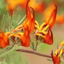 Lotus Red Flash - Parrot's Beak