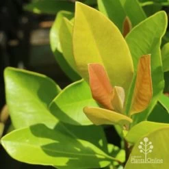 Tristaniopsis Luscious - Water Gum -Eco Garden Shop luscious new leaves