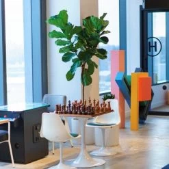 Ficus Lyrata - Fiddle Leaf Fig -Eco Garden Shop lyrata chessboard