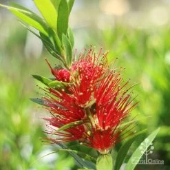 Callistemon Macarthur -Eco Garden Shop macarthur flower closeup