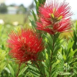 Callistemon Macarthur -Eco Garden Shop macarthur flowers tunestock