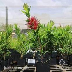 Callistemon Macarthur -Eco Garden Shop macarthur tubestock