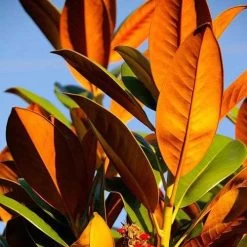 Magnolia Little Gem -Eco Garden Shop magnolia 500 2