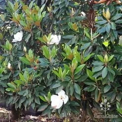 Magnolia Little Gem