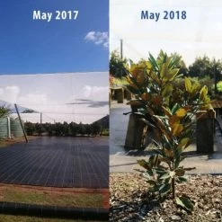 Magnolia Little Gem -Eco Garden Shop magnolia tubestock growth 1 year