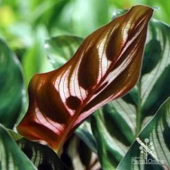Calathea Makoyana - Peacock Plant -Eco Garden Shop makoyana leaf