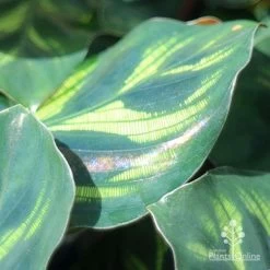 Calathea Makoyana - Peacock Plant -Eco Garden Shop makoyana shimmer