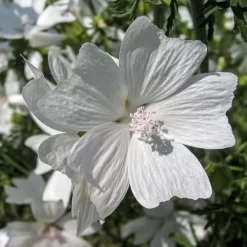 Musk Mallow - Seed -Eco Garden Shop mallow white