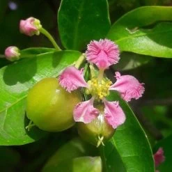 Malpighia Pixie - Acerola -Eco Garden Shop malpighia flower fruit