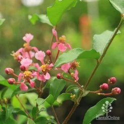 Malpighia Pixie - Acerola -Eco Garden Shop malpighia pixie flowers