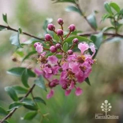 Malpighia Pixie - Acerola -Eco Garden Shop malpighia pixie nursery