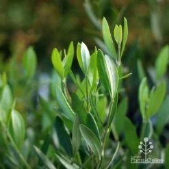 Olive Manzanillo -Eco Garden Shop manzanillo tube