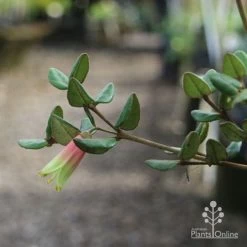 Correa Marian's Marvel -Eco Garden Shop marian img 0924