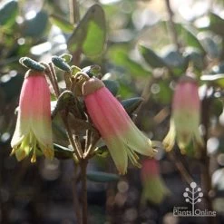 Correa Marian's Marvel -Eco Garden Shop marian marvel flowers