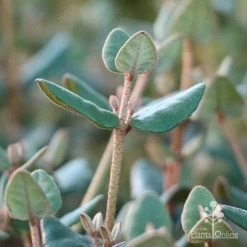 Correa Marian's Marvel -Eco Garden Shop marians marvel foliage 1